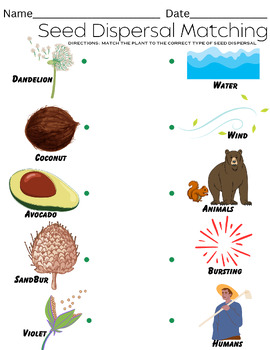 Preview of Seed Dispersal Matching Activity