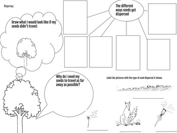 Seed Dispersal Note-Taking Worksheet (includes mini-assessment) | TpT