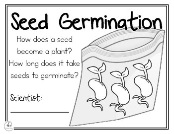 Seed Germination Investigation by Katelyn Robey | TpT