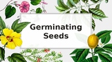Seed Germination PowerPoint