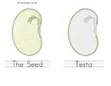 Seed: Lesson Book/Chart