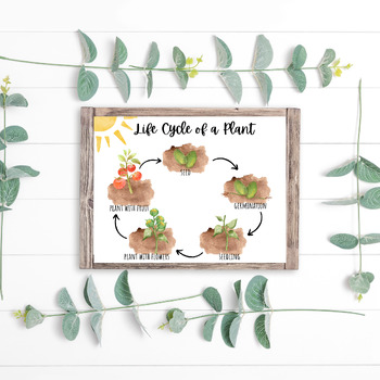 Seed/Plant Life Cycle Poster by This Marvelous Life | TPT