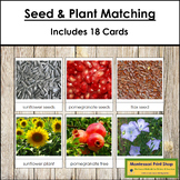 Seed & Plant Matching Cards