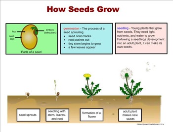 Seed Plant Reproduction A Fourth Grade Smartboard Introduction By Mike Hyman