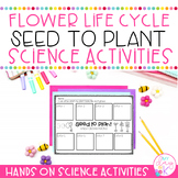 Seed to Plant Activities | Flower Life Cycle