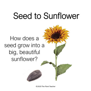 Preview of Seed to Sunflower-Plants, Photosynthesis, NGSS, Unit Plan, phenomenon, PBL