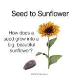 Seed to Sunflower-Plants, Photosynthesis, NGSS, Unit Plan,