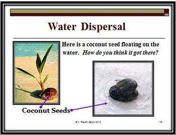 coconut seed dispersal