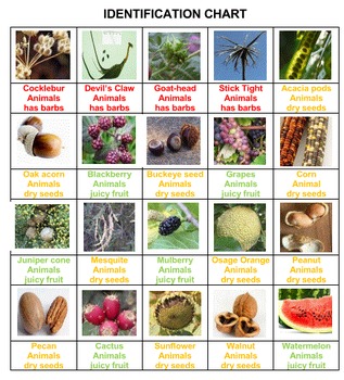 Seedling Identification Chart