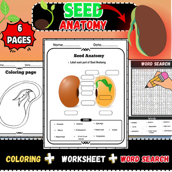 Preview of Seeds Unveiled: Exploring Seed Anatomy-Word search-Labeling-Worksheet-Coloring