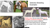 Selective Breeding Mini Lesson Google Slides