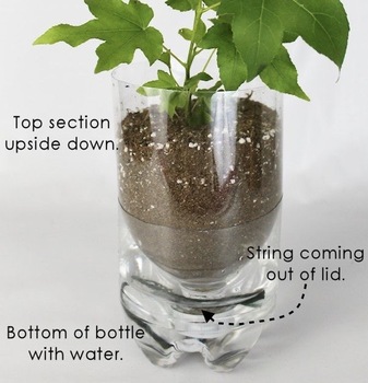 Preview of Self Watering Planter