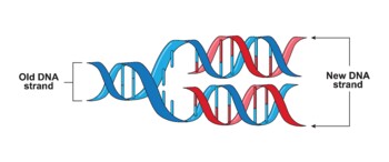 Preview of Semiconservative Replication Of DNA Model.