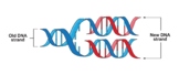 Semiconservative Replication Of DNA Model.