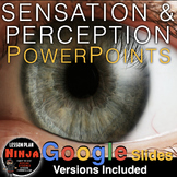 Sensation & Perception PowerPoint / Google Slides, Guided 