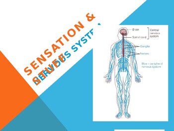 Preview of Thinking and Stuff -- The Nervous System PowerPoint