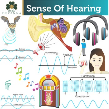 Preview of Sense Of Hearing Clip Art
