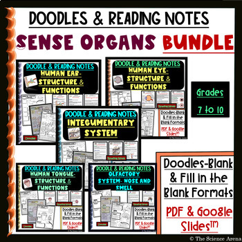 Preview of Sense Organs Doodles Bundle & Reading Notes | Human Body Doodles | Print, Online