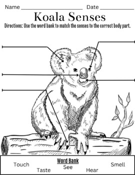 Preview of Sense and Sense Receptor Activity: Koala Body Parts