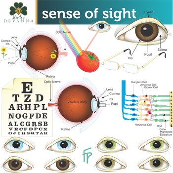 Preview of Sense of Sight Clip Art