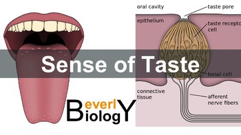 Preview of Sense of Taste PowerPoint (free handout included)