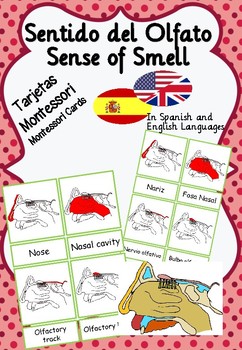 Preview of Sense of smell. Montessori Cards