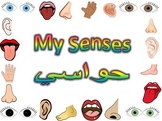 Five Senses Flashcards English and Arabic