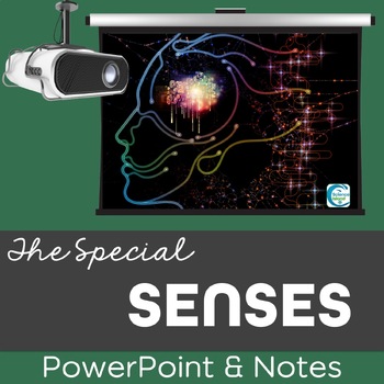 Preview of Senses PowerPoint and Notes for Anatomy and Physiology (Special Senses)