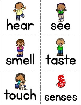 Senses and Body Parts Word Wall Flash Cards by The Super Teacher