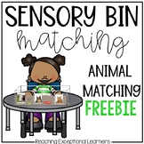 Sensory Bin Matching