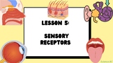 Sensory Receptors - BC Curriculum