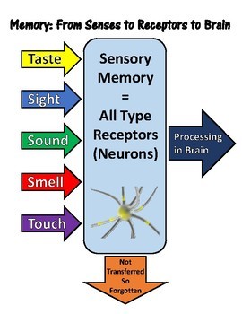 Sensory Receptors and Memories: Next Generation Science MS-LS1-8