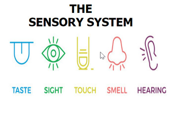 Preview of Sensory System Slide presentation, Study Guide for students, & Test