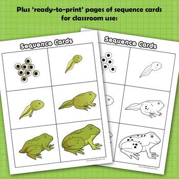 Sequence Life Cycle Clip Art: Tadpole to Frog by Dancing Crayon Designs