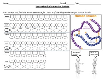 Preview of Sequence Human Insulin Activity