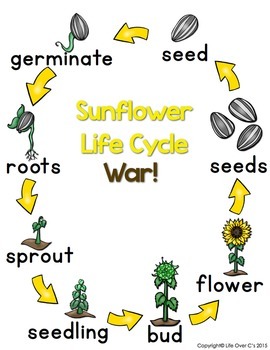 Sequencing with Sunflower Life Cycle Card Game by Life Over C's and ...