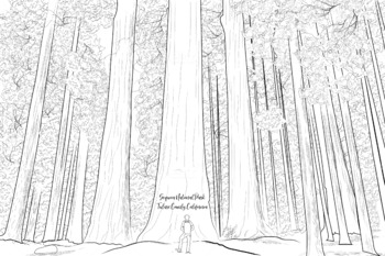Preview of Sequoia National Park Coloring Page