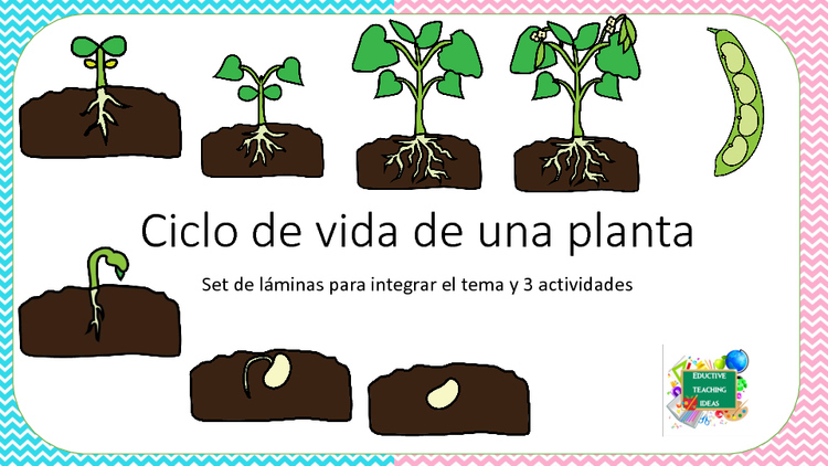 Set De L Minas Sobre El Ciclo De Vida De La Planta By Educative Teaching Ideas