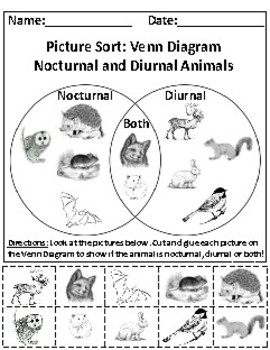 Preview of Set of 2: Animal Kingdom (Nocturnal/Diurnal + Herbivores/Carnivores) Activities