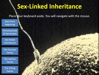 Preview of Sex-Linked Inheritance Interactive Tutorial and Punnett Squares