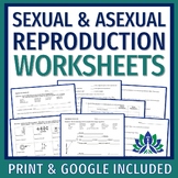 Sexual and Asexual Reproduction Worksheet Set of 3 PRINT a