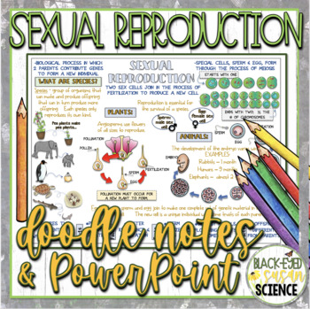 Preview of Sexual Reproduction Doodle Notes & Quiz + Power Point