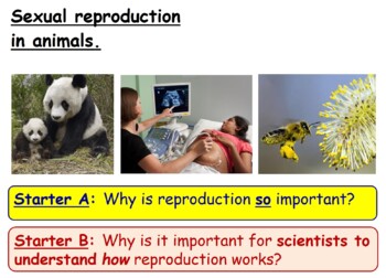 Sexual Reproduction in Animals KS3 Lesson PowerPoint 7Ba Internal External