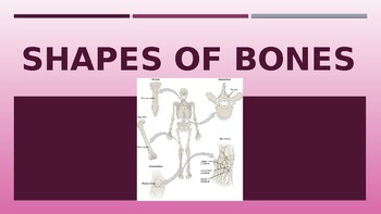 Preview of Shapes of Bones PowerPoint (skeletal system; anatomy & physiology)