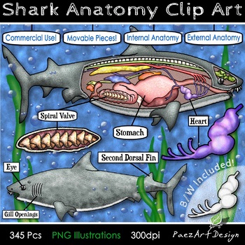 Preview of Shark Anatomy Dissection Style Clip Art & Diagrams, Movable Graphics, PaezArt