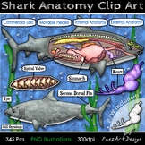 Shark Anatomy Dissection Style Clip Art & Diagrams, Movabl
