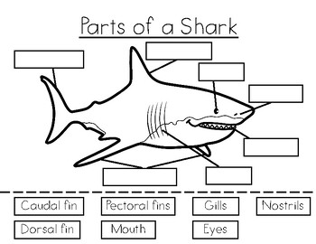 Preview of Shark Anatomy Labeling- The Parts of a Shark