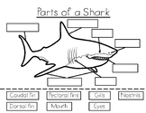 Shark Anatomy Labeling- The Parts of a Shark