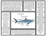 Shark Articles (Great White Shark, Tiger Shark, Hammerhead
