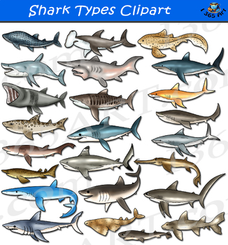 Preview of Shark Clipart - Types of Shark